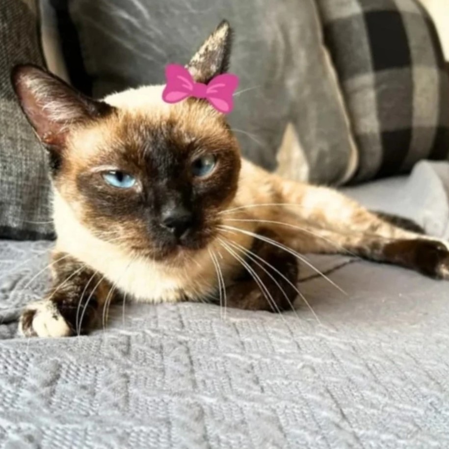 Foto da Luci